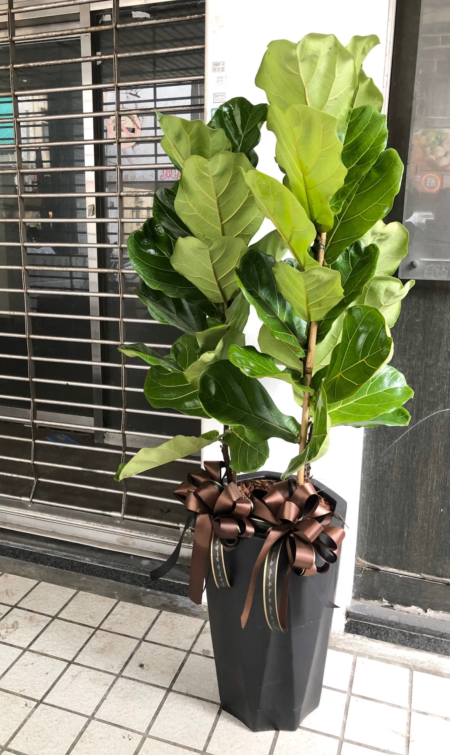 琴葉榕