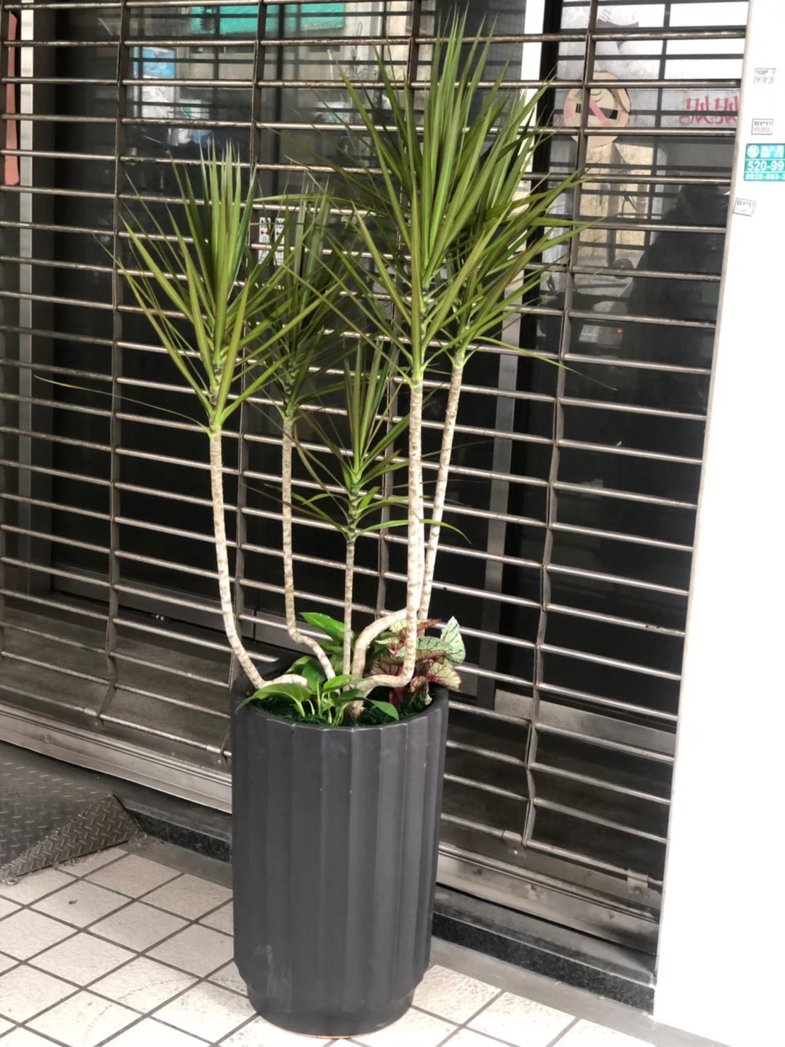 五彩千年木