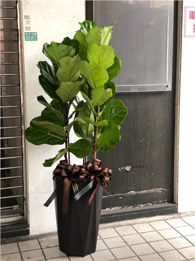 琴葉榕M006
