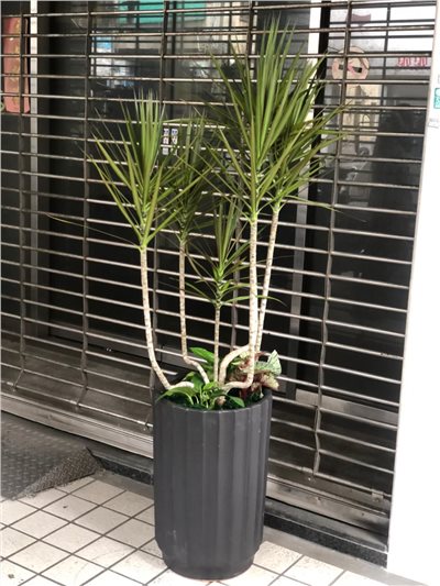 五彩千年木